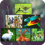 com.bhadartech.zoology_basics