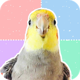 ir.fereydoon.cockatiel