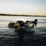 com.mktech.Ducksounds