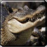 mhn.alligator