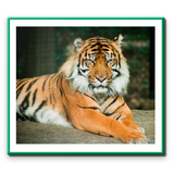 com.rachittechnology.TheWildLifeProtectionAct