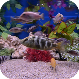 com.pg.aquariumvideowallpaper