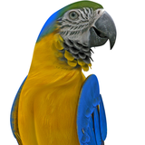 com.mobobi.realtalkingparrot