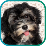 ir.tinasoft.dog_care