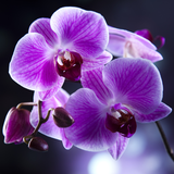 com.blackbirdwallpapers.orchidslwp