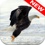 com.animalwallpaper.eagle