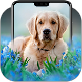 com.panic.bubbles.golden.retriever.wallpapers
