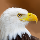 com.laugh.talking.eagle
