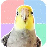 com.cockatiel.parrot