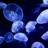 com.amaxlwps.jellyfish