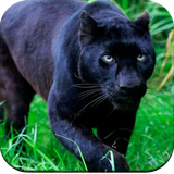 com.black.panther.blackpanther.wallpaper.hd