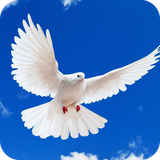 com.wallpaperpigeonwallpaper.wallpaperhd