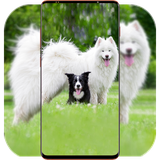 com.DogWallpaper.animalwallpaper.pitbulldogwallpaper.background