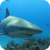 sharklivewallaper.fundo3d.com