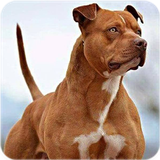 com.bigmax.pitbullwallpaper