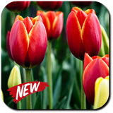 com.Luna.Tulip.Wallpapers