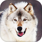 com.blwp.wolf