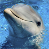 com.Infinity.dolphin