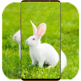 com.RabbitWallpaper.animalwallpaper.cuterabbit.image.background