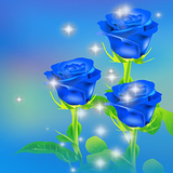 blue.rose.flowers.love.valentino