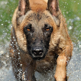 com.fansofdogs.BelgianMalinoisWallpapers