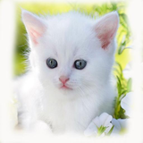 com.enginair.coolcatwallpaper