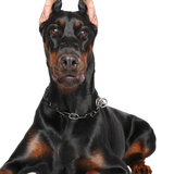 com.dobecarn.rmanivore