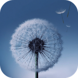 com.alx.dandelion