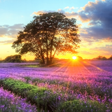 com.PerfectSunsetLiveWallpaperHQ