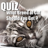 com.fondecranimage.quizz.cat