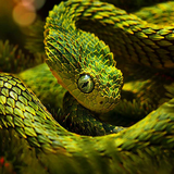 com.freewps.snakelivewallpaperhd