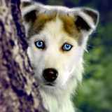 com.livewallpapers3d.puppy