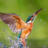 com.myapp.Kingfisher.Bird.Wallpaper
