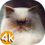 muda.com.best.top.hd.catwallpapers