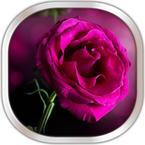 com.PinkRoseLiveWallpaperHQ