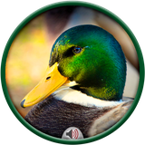 com.duopgroup.DuckSounds