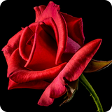 com.Rose_gif.flowers_love