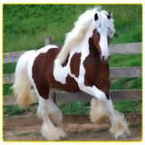 com.voyagelogics.horse