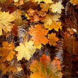 hazrat.autumn.d