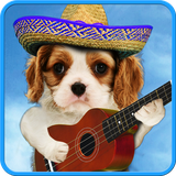 com.iimmobile.funnypets