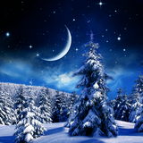 com.blackbirdwallpapers.winternightwallpaper