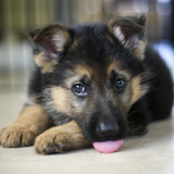 com.altothem.GermanShepherdDogsWallpapers