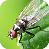 com.leafgreen.insect