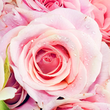 com.freewps.pinkroseslivewallpaper