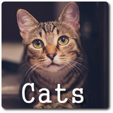 meow.cats.sounds