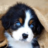 com.bt.cutedogwallpaper