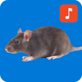 mouse_and_rat_sounds.manitdev.info