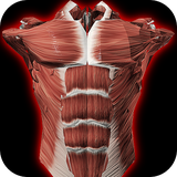 com.androiddevelopermx.blogspot.muscles3d