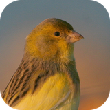com.azamsoft_cantos_do_canario_belga