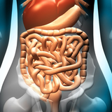 wwk.wikikids.com.gastrointestinalsystem